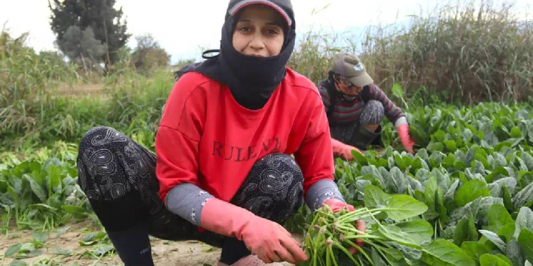 Kış ayı demek bu sebze demek! Kasım’dan Nisan’a kadar hasat ediliyor:  Hale 6 TL’den satılıyor 1